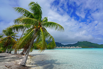 View of a tropical landscape with palm trees, white sand and the turquoise lagoon water in Bora Bora, French Polynesia, South Pacific - obrazy, fototapety, plakaty