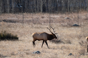 Elk in the meadows during the autumn season 