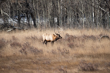 Elk in the meadows during the autumn season 