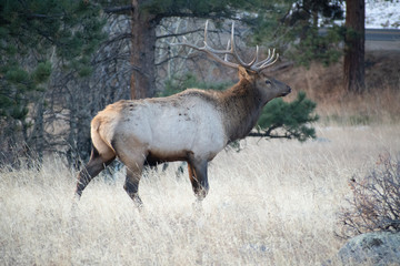 Elk in the meadows during the autumn season 