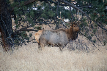 Elk in the meadows during the autumn season 