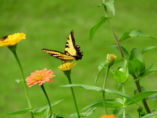 butterfly on a flower