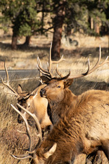 Elk in the meadows during the autumn season 