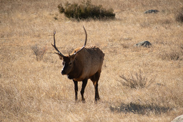 Elk in the meadows during the autumn season 