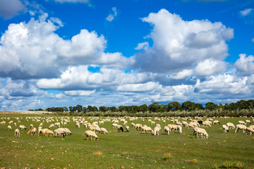 Obraz premium Sheep flock is on the grassland