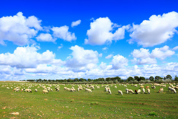 Obraz premium Sheep flock is on the grassland
