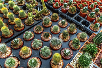 planting cactus in pots at garden