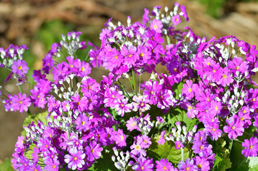 背景ぼかして、紫色の沢山の小さな花を付けた植物をハイアングルで撮影した写真