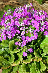 背景をぼかして、紫色の沢山の小さな花を付けた植物をハイアングルで撮影した写真