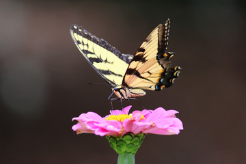 butterfly on a flower