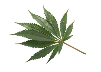  cannabis leaves with water droplets