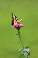 butterfly on a flower