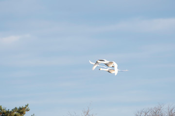 Whistling swans flying in the morning, in Lake Hyoko, Niigata prefecture, Japan