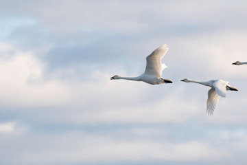 Whistling swans flying in the morning, in Lake Hyoko, Niigata prefecture, Japan