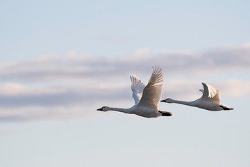 Whistling Swans Flying The Morning