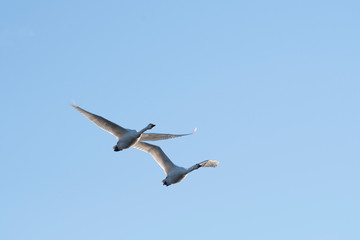 Whistling swans flying in the morning, in Lake Hyoko, Niigata prefecture, Japan