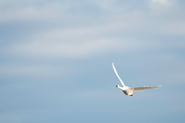 Whistling swans flying in the morning, in Lake Hyoko, Niigata prefecture, Japan