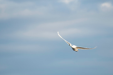 Whistling swans flying in the morning, in Lake Hyoko, Niigata prefecture, Japan