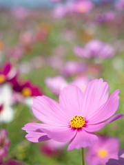 Obraz premium Pole Kosmos w pełnym rozkwicie