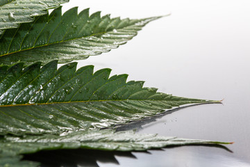  cannabis leaves with water droplets