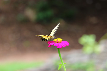 butterfly on a flower