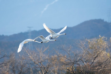 Whistling swans flying in Lake Hyoko, Niigata prefecture, Japan