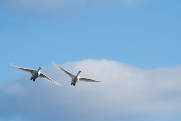 Obraz premium Whistling swans flying in the morning, in Lake Hyoko, Niigata prefecture, Japan