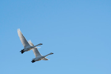 Whistling swans flying in the morning, in Lake Hyoko, Niigata prefecture, Japan