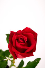Single beautiful red rose on white