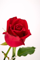 Single beautiful red rose on white