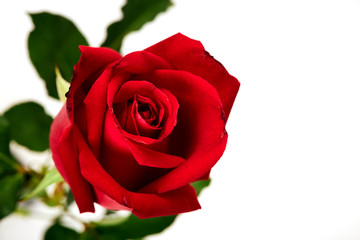 Single beautiful red rose on white