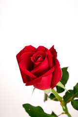 Single beautiful red rose on white