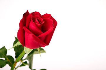 Single beautiful red rose on white