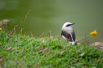 Lavadeira-mascarada - Fluvicola nengeta