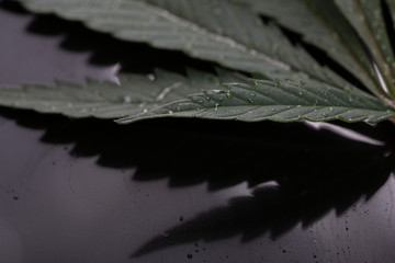  cannabis leaves with water droplets