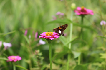 butterfly on a flower