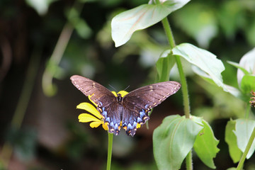butterfly on a flower
