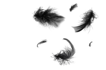 Beautiful black swan feathers floating in air isolated on white background