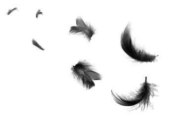 Beautiful black swan feathers floating in air isolated on white background - obrazy, fototapety, plakaty