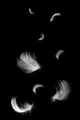 Beautiful group white feather floating in air isolated on black background