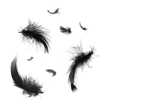 Beautiful black swan feathers floating in air isolated on white background