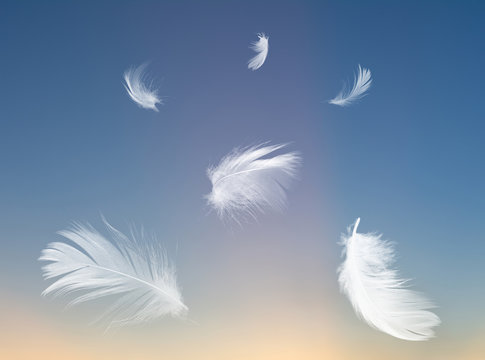 Beautiful white feather floating in air colors twilight sky in time morning or evening 