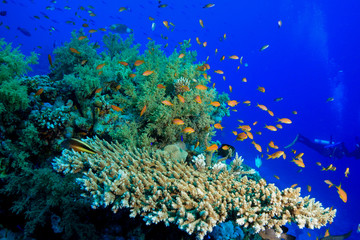 Plakat Coral Reef at the Red Sea, Egypt