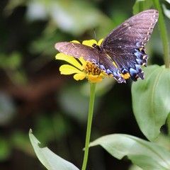 butterfly on a flower