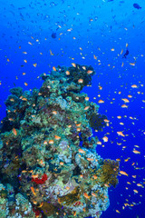 Obraz na płótnie Canvas Coral Reef at the Red Sea, Egypt