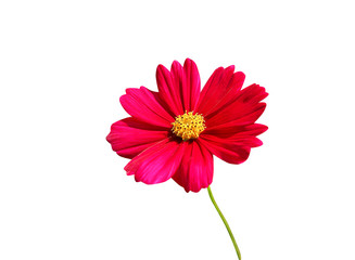 Red cosmos bipinnatus flowers or colorful mexican aster blooming with green stem isolated on white background , clipping path