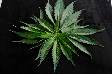  cannabis leaves with water droplets