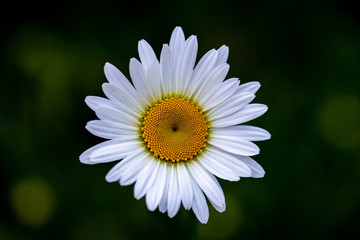 Fototapeta premium Flower