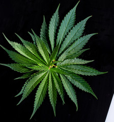 Naklejka na ściany i meble cannabis leaves with water droplets