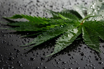  cannabis leaves with water droplets
